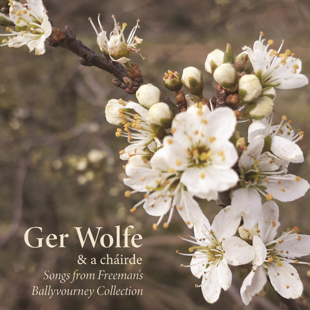 Album cover for Ger Wolfe & a chârde - Songs from Freeman's Ballyjourney Collection, featuring white blossoms on a tree branch against a soft-focus brown background.